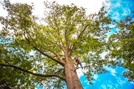 Tree and Shrub Care in Centerville, TN