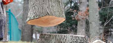 Professional Tree Removal in Centerville, TN