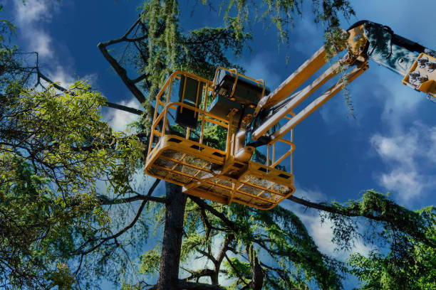 Best Tree Disease Treatment  in Centerville, TN
